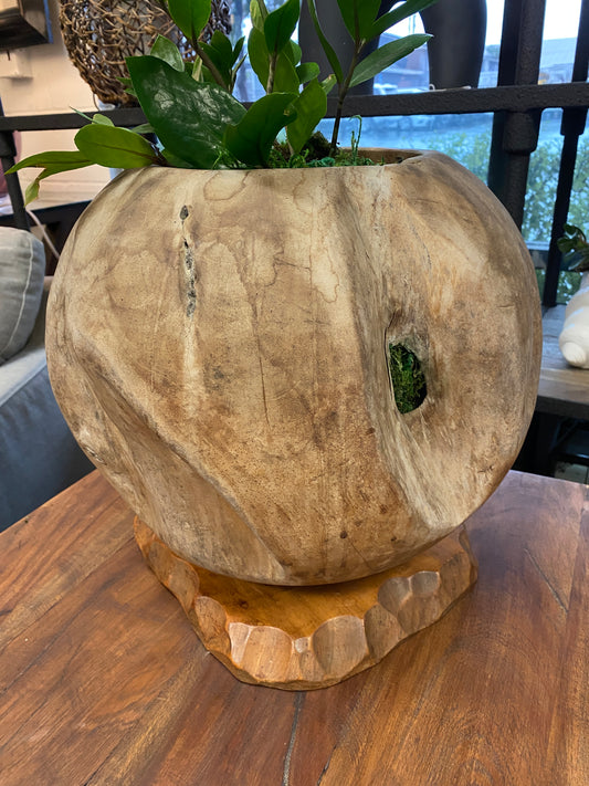 Teak Root Planter